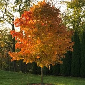 Meet your Posher, Lana